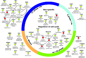 Viruses and the cell cycle