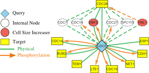 Network connecting CDC5 to proteins that regulated the yeast cell cycle