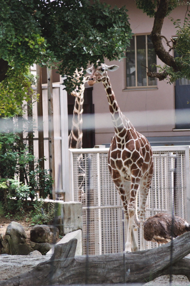 Osaka zoo
