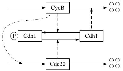 Network diagram of a simple regulatory network